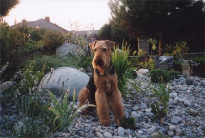 Airedale-Terrier Hunde Foto 393 Airedale-Terrier