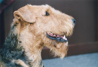 Airedale-Terrier Hunde Foto 394 Airedale-Terrier