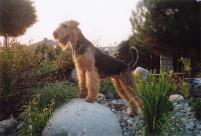 Airedale-Terrier Hunde Foto 395 Airedale-Terrier
