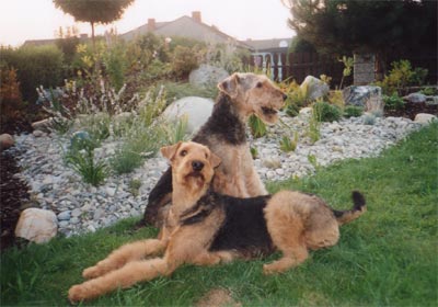 Airedale-Terrier Hunde Foto 396 Airedale-Terrier