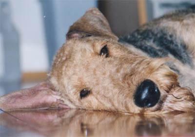 Airedale-Terrier Hunde Foto 397 Airedale-Terrier