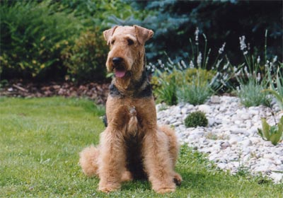 Airedale-Terrier Hunde Foto 398 Airedale-Terrier