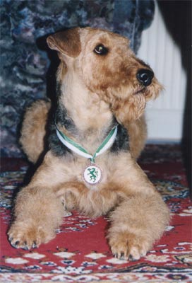 Airedale-Terrier Hunde Foto 399 Airedale-Terrier
