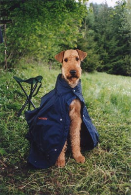 Airedale-Terrier Hunde Foto 400 Airedale-Terrier