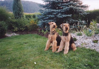 Airedale-Terrier Hunde Foto 401 Airedale-Terrier