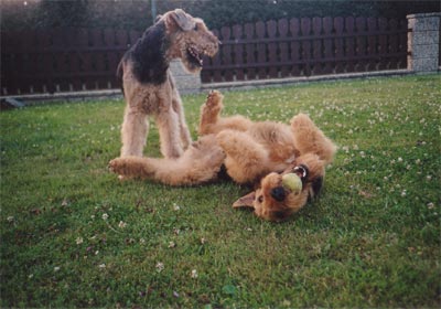 Airedale-Terrier