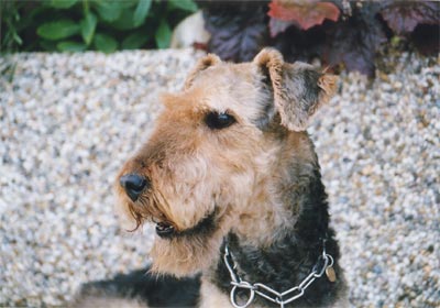 Airedale-Terrier Hunde Foto 403 Airedale-Terrier