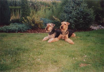 Airedale-Terrier Hunde Foto 404 Airedale-Terrier