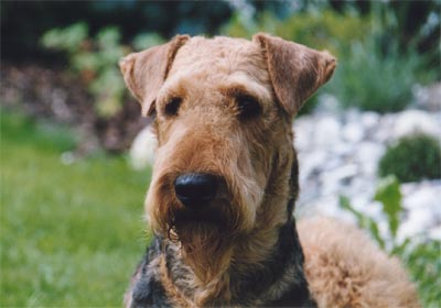 Airedale-Terrier Hunde Foto 406 Airedale-Terrier