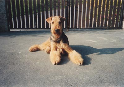 Airedale-Terrier Hunde Foto 407 Airedale-Terrier