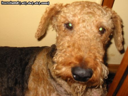 Airedale-Terrier Hunde Foto 8670 Airedale-Terrier guni-muni