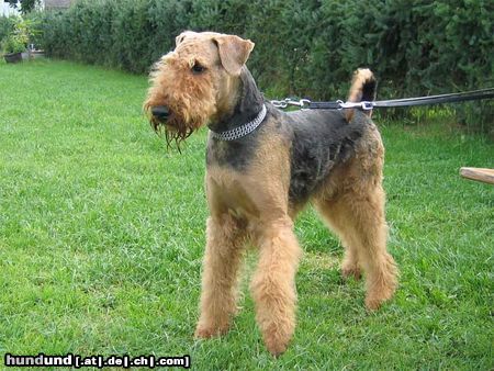 Airedale-Terrier Hunde Foto 25203 in höherer Auflösung ansehen Airedale-Terrier Aero