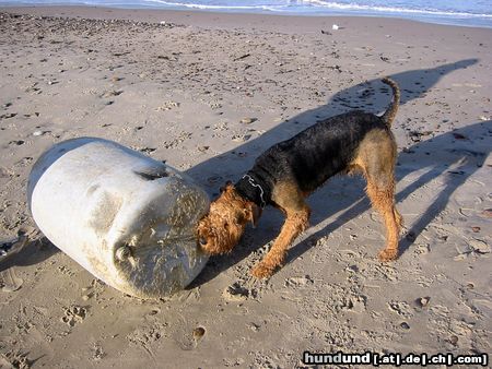 Airedale-Terrier Hunde Foto 23150 in höherer Auflösung ansehen Airedale-Terrier Tacco in action