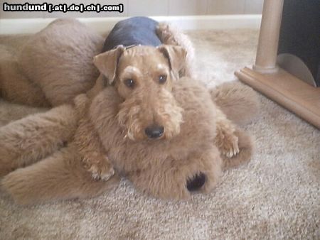 Airedale-Terrier Hunde Foto 19384 Airedale-Terrier Lara und Mr Vanpoochie