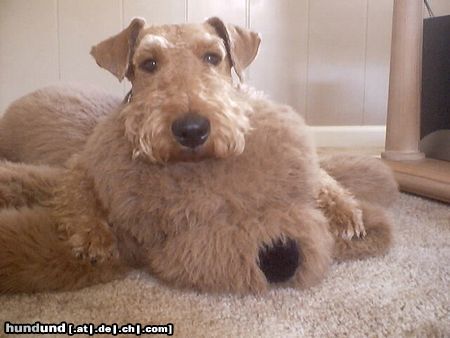 Airedale-Terrier Hunde Foto 19385 Airedale-Terrier Lara und Mr Vanpoochie