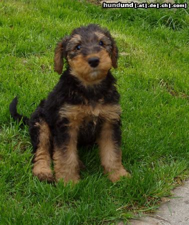 Airedale-Terrier Hunde Foto 20516 Airedale-Terrier das ist meine neue Familie ?