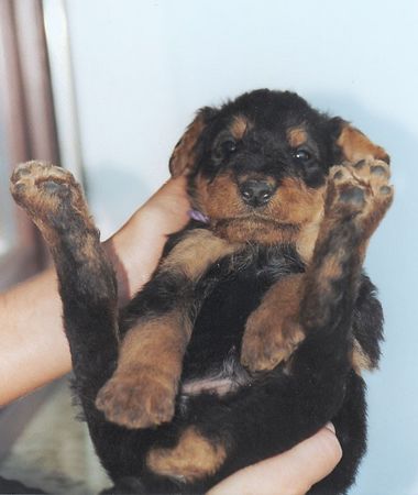 Airedale-Terrier Hunde Foto 2590 Airedale-Terrier Ich bin doch schon 6 Wochen, warum tragt ihr mich immer .....