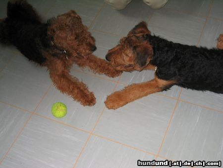 Airedale-Terrier Hunde Foto 14320 Airedale-Terrier Nachwuchsspieler