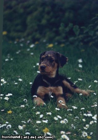 Airedale-Terrier Hunde Foto 24182 in höherer Auflösung ansehen Airedale-Terrier Styrian Spirit All That Matters (Aris)