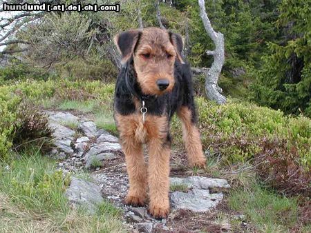 Airedale-Terrier Hunde Foto 24183 Airedale-Terrier Styrian Spirit All You Need (Terry)