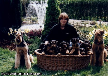 Airedale-Terrier Hunde Foto 24184 in höherer Auflösung ansehen Airedale-Terrier Styrian Spirit A-Wurf