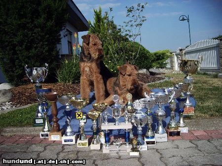 Airedale-Terrier Hunde Foto 24197 Airedale-Terrier Mutter Dana und Sohn Ace
