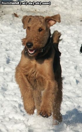 Airedale-Terrier Hunde Foto 4703 Airedale-Terrier Airedale beim Spielen im Winter (Foto-Ausschnitt)