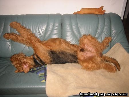 Airedale-Terrier Hunde Foto 14789 Airedale-Terrier müde