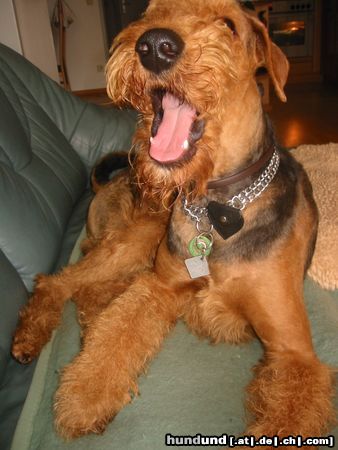 Airedale-Terrier Hunde Foto 17485 Airedale-Terrier Schon anstrengend das Airedale-Leben