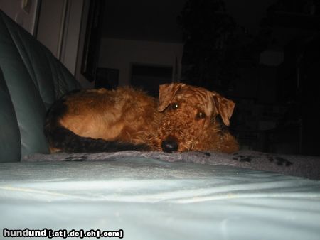 Airedale-Terrier Hunde Foto 20312 Airedale-Terrier Ich will nicht gestört werden!