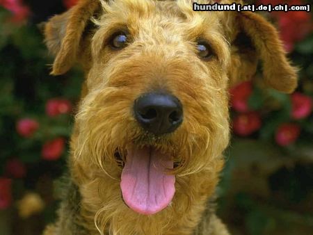 Airedale-Terrier Hunde Foto 16593 in höherer Auflösung ansehen Airedale-Terrier Zur Erinnerung an ARCO