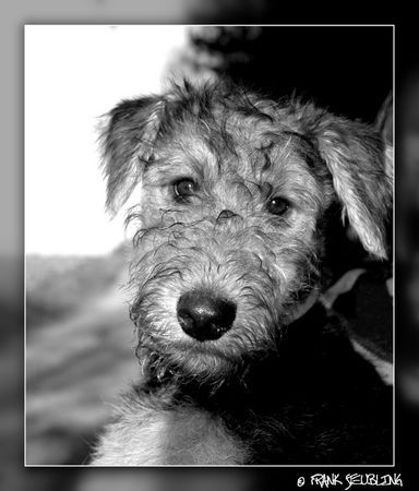 Airedale-Terrier Artus, 16 Wochen