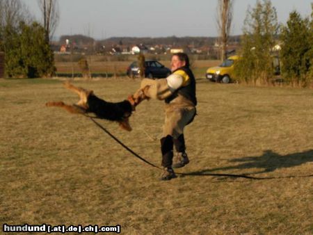 Airedale-Terrier Hunde Foto 25574 Airedale-Terrier Schutzarbeit