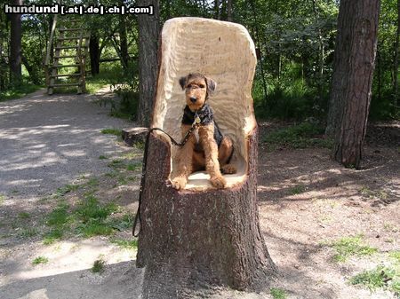 Airedale-Terrier Hunde Foto 24186 in höherer Auflösung ansehen Airedale-Terrier Styrian Spirit Bright Star (Blue)