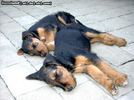 Airedale-Terrier Hunde Foto 24188 in höherer Auflösung ansehen Airedale-Terrier gemeinsam schläft sichs besser (Styrian Spirit B-Wurf)