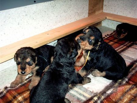 Airedale-Terrier Hunde Foto 42959 in höherer Auflösung ansehen Airedale-Terrier Welpen 3 Wochen 222.09.2008