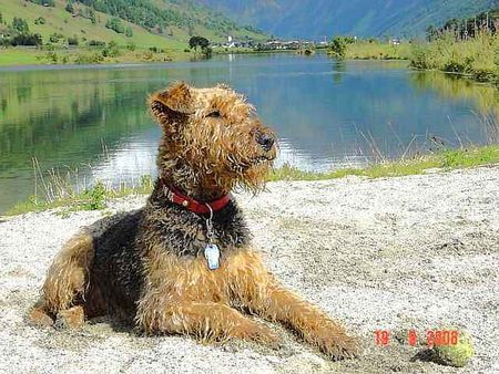 Airedale-Terrier ..nach dem Bad das Sonnenbad..Inka vom Musikwinkel