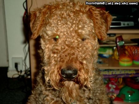 Airedale-Terrier Hunde Foto 3798 Airedale-Terrier ich muß zum friseur sagt frauchen