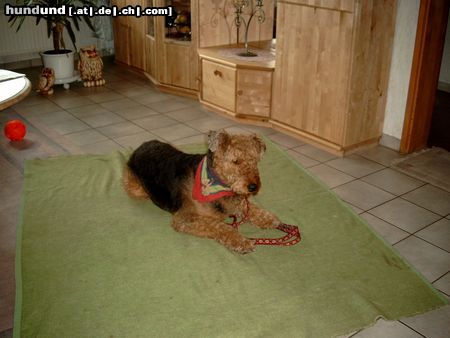Airedale-Terrier Hunde Foto 6401 Airedale-Terrier Bianka 7 Jahre