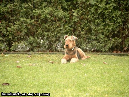 Airedale-Terrier Hunde Foto 7352 Airedale-Terrier Bianka 7 Jahre