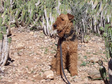 Airedale-Terrier Birka v. Fuestrup Urlaub in Marokko: Ihr wollt mich doch nicht pieksen?