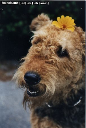 Airedale-Terrier Hunde Foto 11734 Airedale-Terrier Blumen-Hedera vom Michelbach