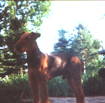 Airedale-Terrier Hunde Foto 1698 Airedale-Terrier Das ist unser Hund Bobby. Er ist Weihnachten(2002) gestorben. Aber er hat uns eine Tochter hinterlassen.