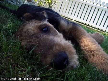 Airedale-Terrier Hunde Foto 24189 in höherer Auflösung ansehen Airedale-Terrier Styrian Spirit Chase (Ares)