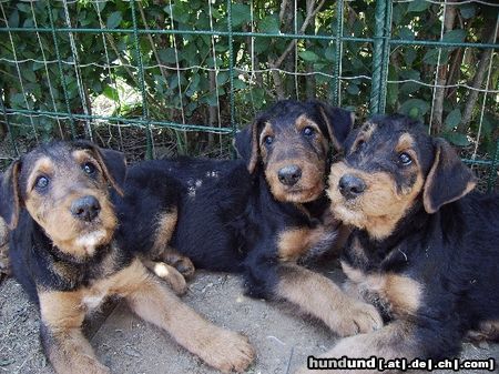 Airedale-Terrier Hunde Foto 24190 Airedale-Terrier Styrian Spirit Cimberley, Curly und Chaos