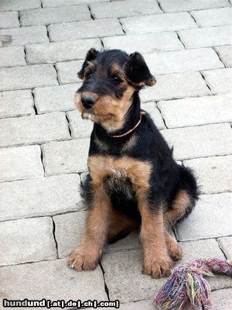 Airedale-Terrier Hunde Foto 24191 in höherer Auflösung ansehen Airedale-Terrier Styrian Spirit Clea