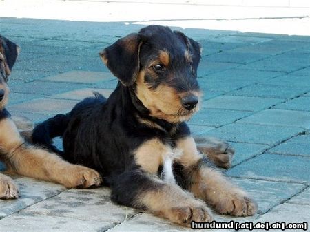 Airedale-Terrier Hunde Foto 24192 in höherer Auflösung ansehen Airedale-Terrier Styrian Spirit Casanova (Coco)