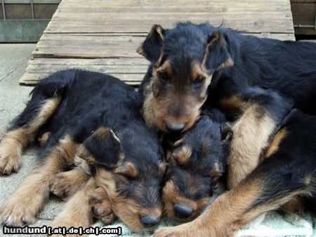 Airedale-Terrier Hunde Foto 24193 Airedale-Terrier Styrian Spirit Coffée, Chaos, Curly