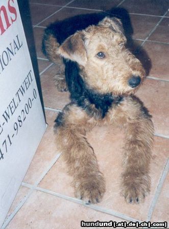 Airedale-Terrier Hunde Foto 19382 Airedale-Terrier Lara 6 Monate