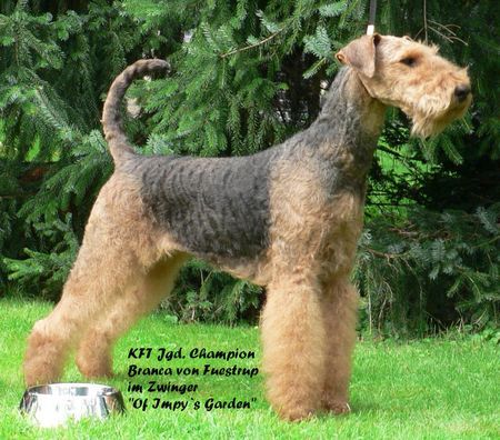 Airedale-Terrier KFT Jugend Champion Branca von Fuestrup